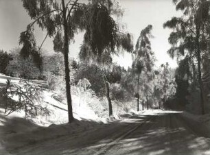 Osterzgebirge. Birken mit Raureif an der Straße nach Frauenstein