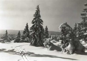 Osterzgebirge. Verschneite Fichten am Rand des Georgenfelder Hochmoores