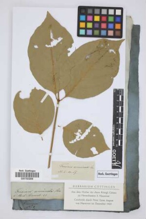 Fraxinus acuminata Lam.