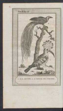 Tafel: 1. La huppe. 2. L'oiseau de paradis.