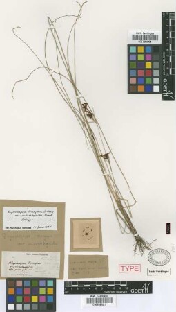 Rhynchospora torreyana A.Gray var. microrhyncha Griseb.[holotype]