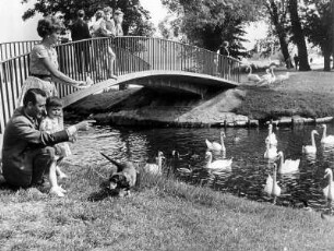Sonntag an der Alster. Familienausflug. Schwäne werden gefüttert