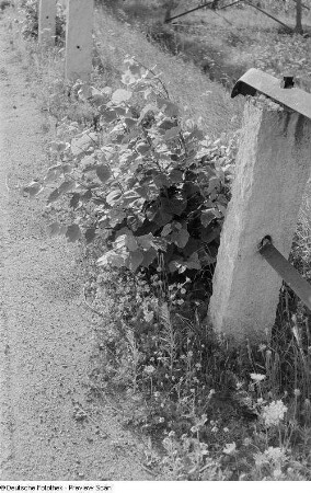 Blumen am Rand einer Landstraße