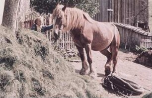 Erzgebirge. Mädchen mit Pferd auf einem Bauernhof