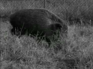 Sus scrofa (Suidae) - Wildschwein