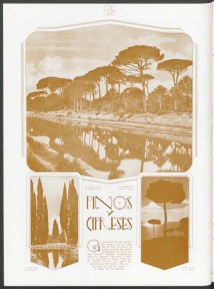 Pinos cipreses