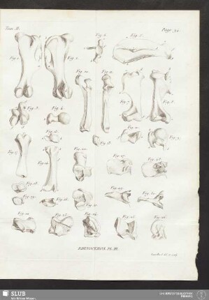 Rhinocéros. Pl. III
