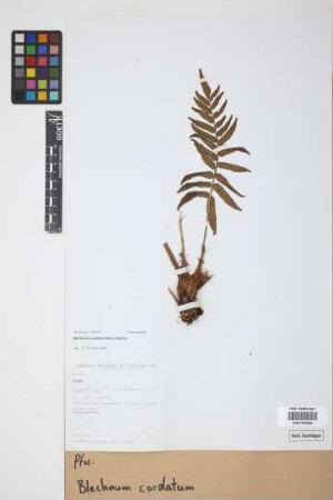 Blechnum cordatum (Desv.) Hieron.