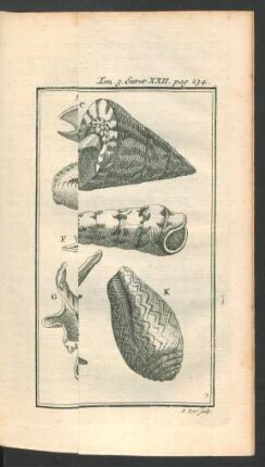 Tafel: Les Coquillages univalves à volute.