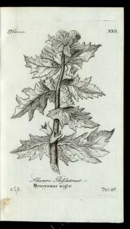 No 25. Schwarz Bilsenkraut. Hyoscyamus niger.
