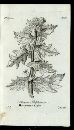 No 25. Schwarz Bilsenkraut. Hyoscyamus niger.