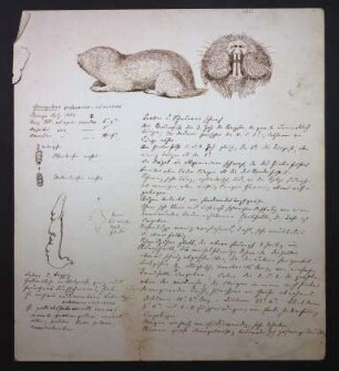 Cryptomys ochraceocinereus (Heuglin, 1864), Zentralafrikanischer Graumull