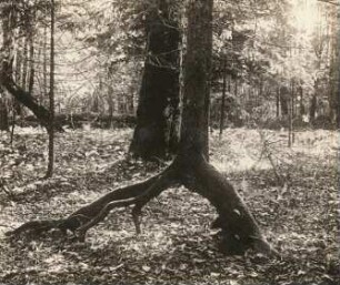 Bialowieza. Entstehung von Stelzenbäumen, über gestürztem Stamm entstandener Stelzenbaum