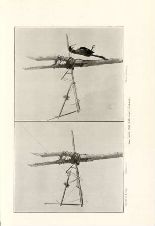 Plate XLVII. The bird snare Ling-ang'