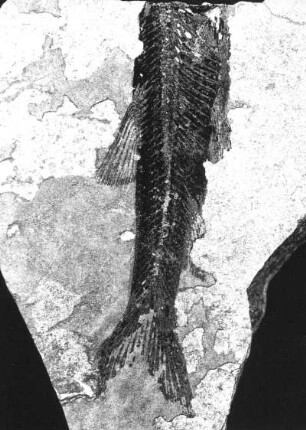 Hasel (Leuciscus brevis). Abdruck auf oberoligozänem Schiefer der Schieferhalde von Seifhennersdorf (Kreis Zittau)
