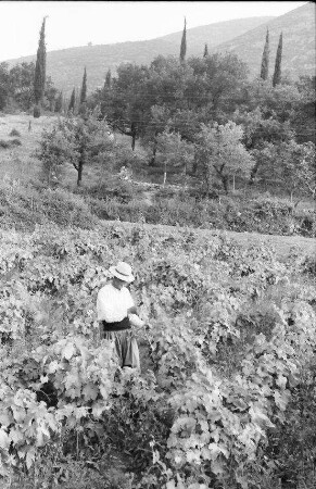 Konavle-Tal: Weinbauer in den Reben