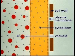 Plasmolysis and Deplasmolysis