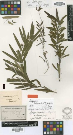 Malpighia angustifolia L. var. oblongata Nied.