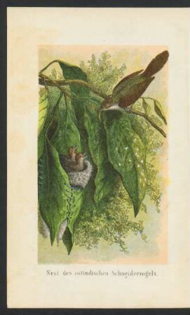 Tafel: Nest des ostindischen Schneidervogels.