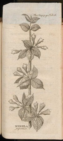 Weigela japonica