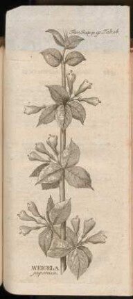 Weigela japonica