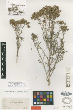Senecio pinnatus Poir. var. tenuisectus Griseb.[syntype]