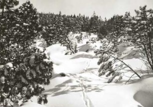 Osterzgebirge. Verschneite Bäume am Rand des Georgenfelder Hochmoores