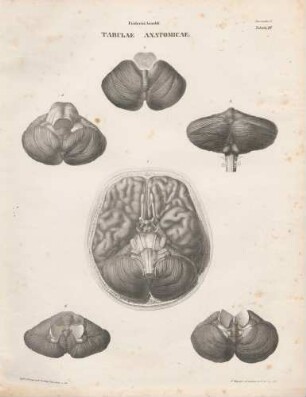 Basis encephali/ Cerebelli facies superior/ Facies inferior cerebelli/ Cerebelli medullaeque spinalis summae facies posterior /Cerebelli vermis inferior velaque medullaria inferiora/ Cerebelli medullaeque spinalis summae facies posterior