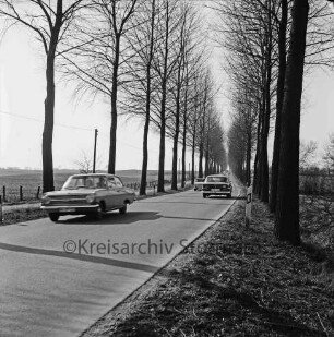 Großensee: Pappelallee: darauf Pkws: links Wiesen: rechts Büsche