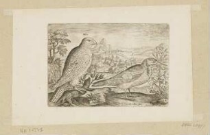 Turmfalke und Buntspecht, Blatt 24 der Folge "Vögel"