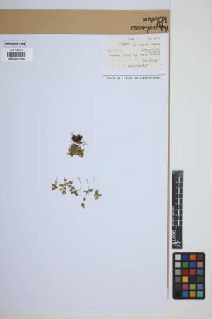 Adiantum