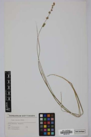 Carex divulsa Stokes