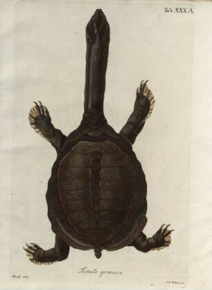 Tab. XXXA. Testudo granosa.