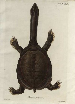 Tab. XXXA. Testudo granosa.