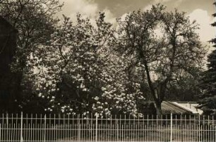 Frühling. Blühende Bäume in einer Gartenanlage