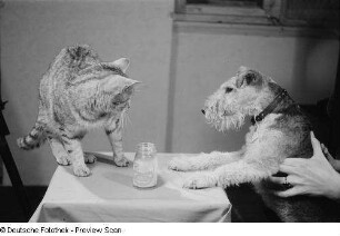 Katze und Hund mit Mayonnaiseglas