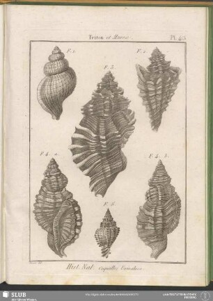 Pl. 415. Triton et Murex