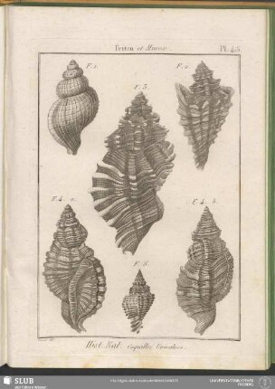 Pl. 415. Triton et Murex