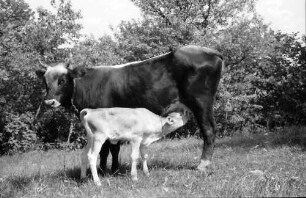 Nepotrowo: Kuh und Kälbchen