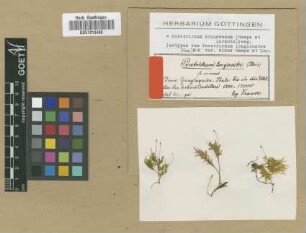 Porotrichum longirostre (Hook.) Mitt. var. Hampe minus[isotype]