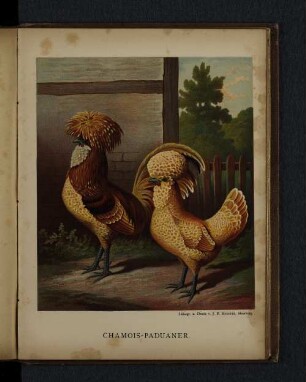 Chamois-Paduaner.