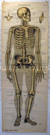 Schreibers anatomische Wandtafeln: Tafel I Das Knochengerüst