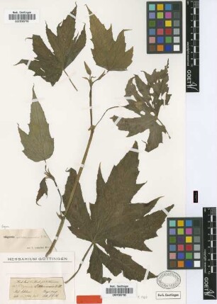 Begonia sikkimensis A.DC. [type]