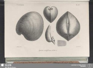 Pl. 273