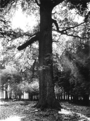 Naturschutz. Baumschutz. Stamm einer mächtigen Eiche vermutlich im Auwald bei Leipzig