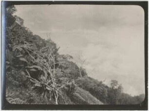Anbau von Banane, Avocado, "Gamalote" in den Yunga-Wäldern auf der Finca San Lorenzo