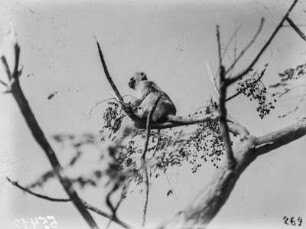 Meerkatze : Meerkatze im Baum