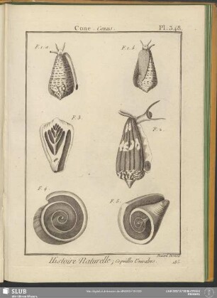 Pl. 348. Cone. Conus