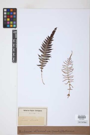 Blechnum attenuatum (Sw.) Mett.