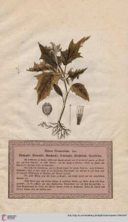 Datura Stramonium